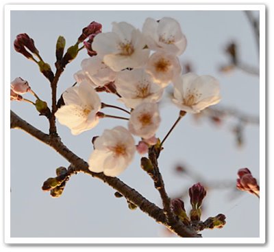 料亭橋本の桜