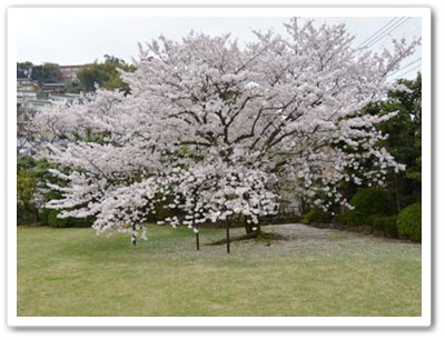 満開の料亭橋本の桜