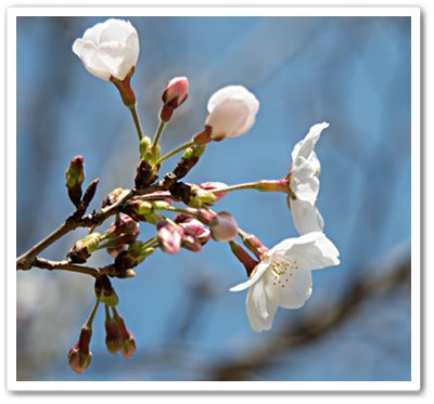 カルルス桜、咲き始めました