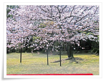 料亭橋本の桜　