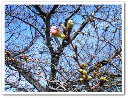 カルルスの桜　つぼみ