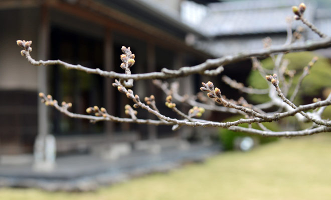 料亭橋本のカルルス桜