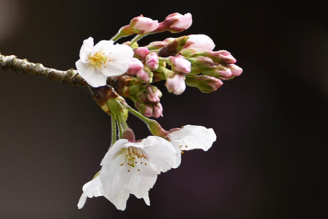 カルルス桜