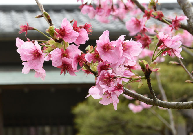 料亭橋本の陽光桜