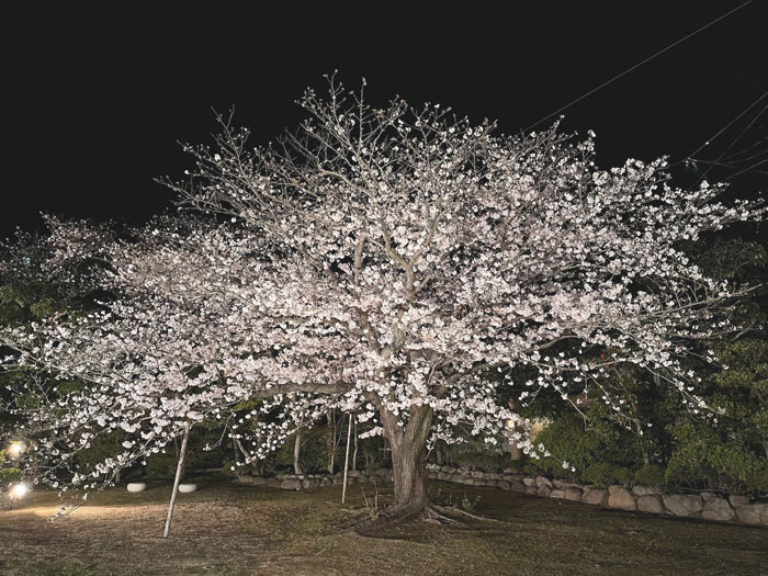 料亭橋本のカルルス桜