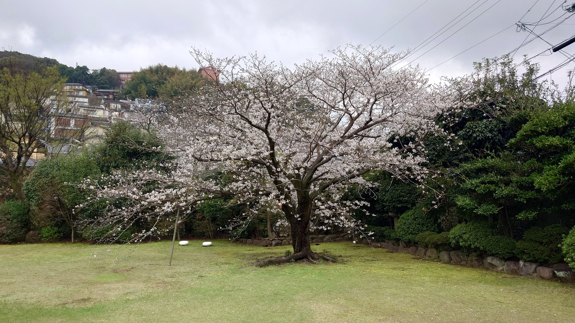 料亭橋本のカルルス桜