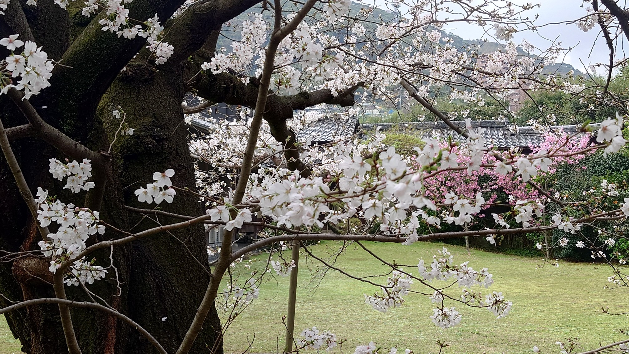料亭橋本のカルルス桜