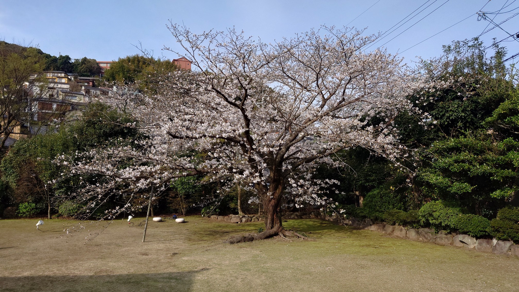 料亭橋本のカルルス桜