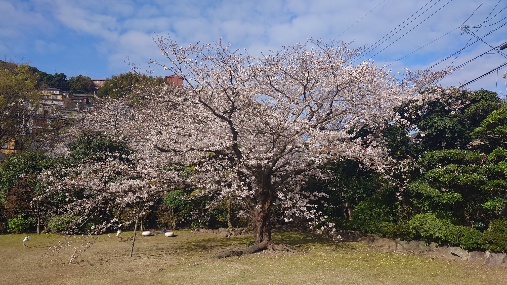 料亭橋本のカルルス桜