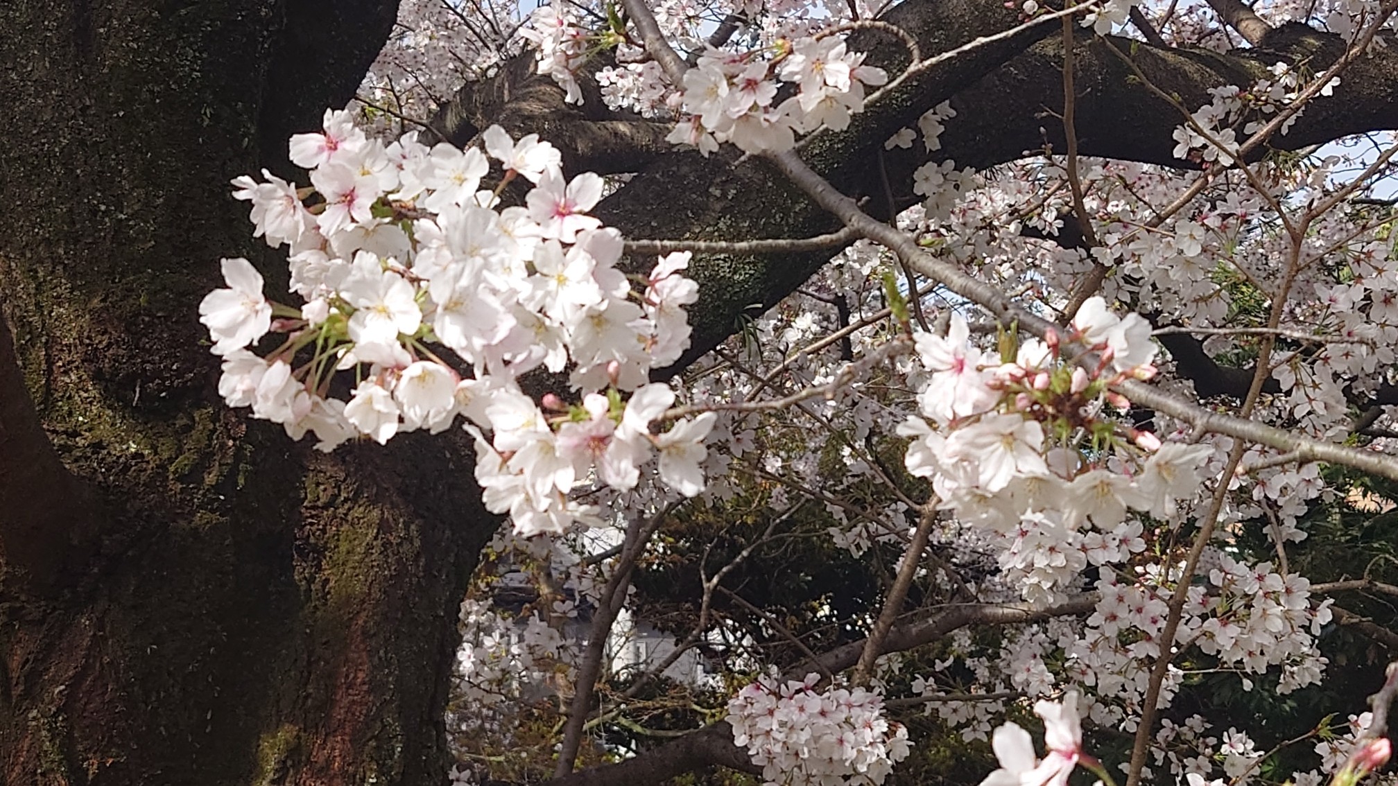 料亭橋本のカルルス桜