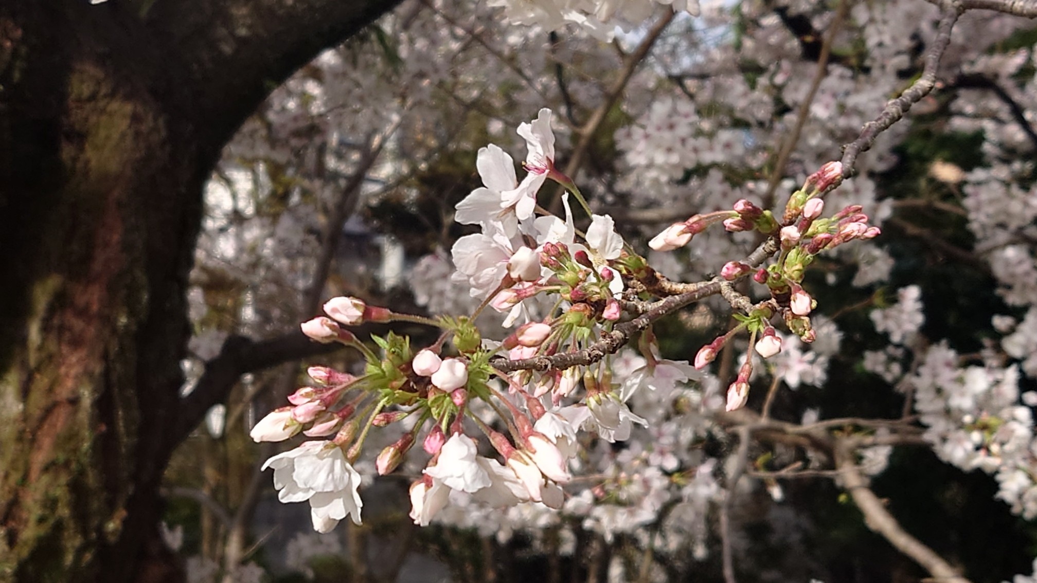料亭橋本のカルルス桜