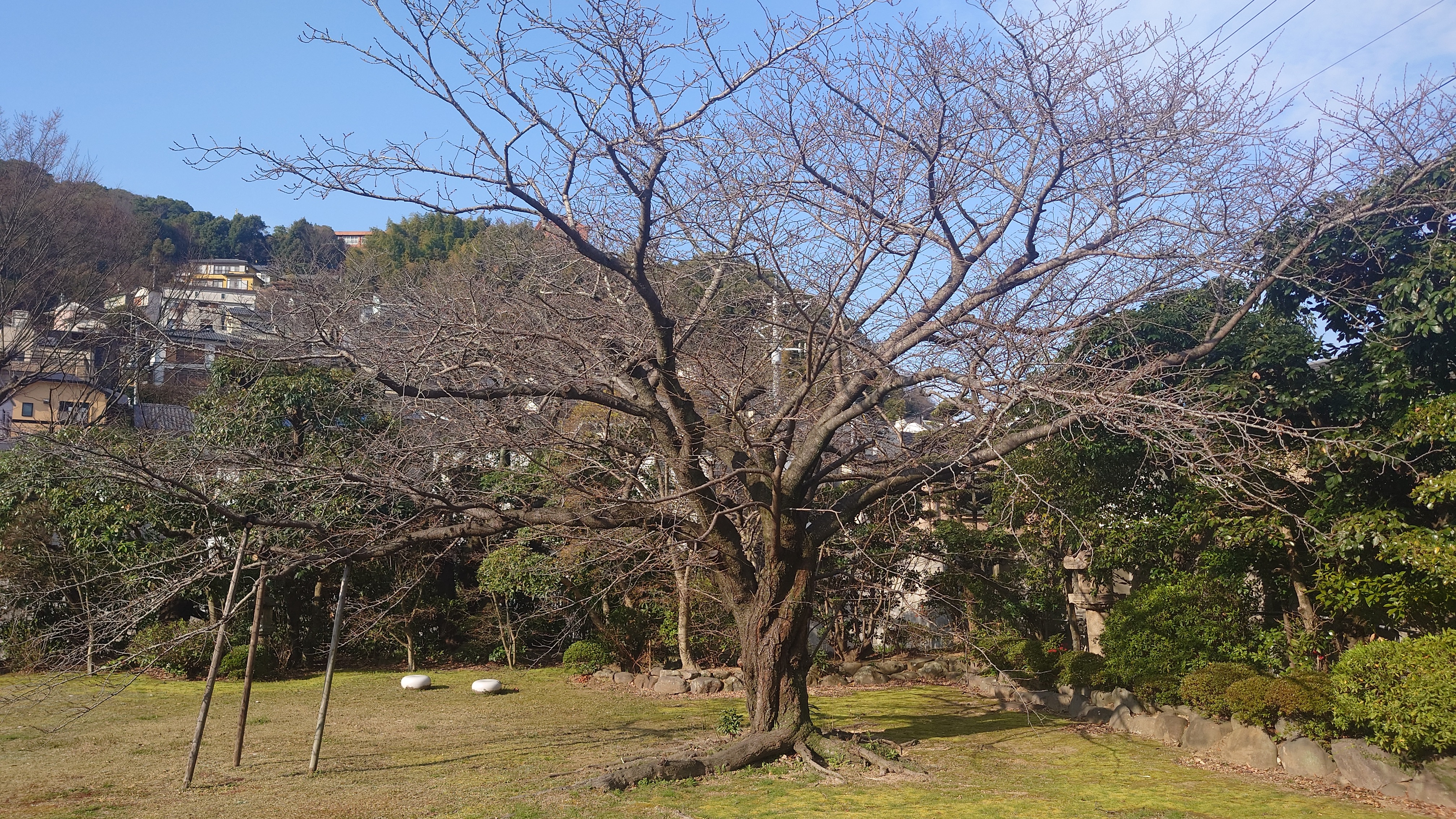 料亭橋本のカルルス桜