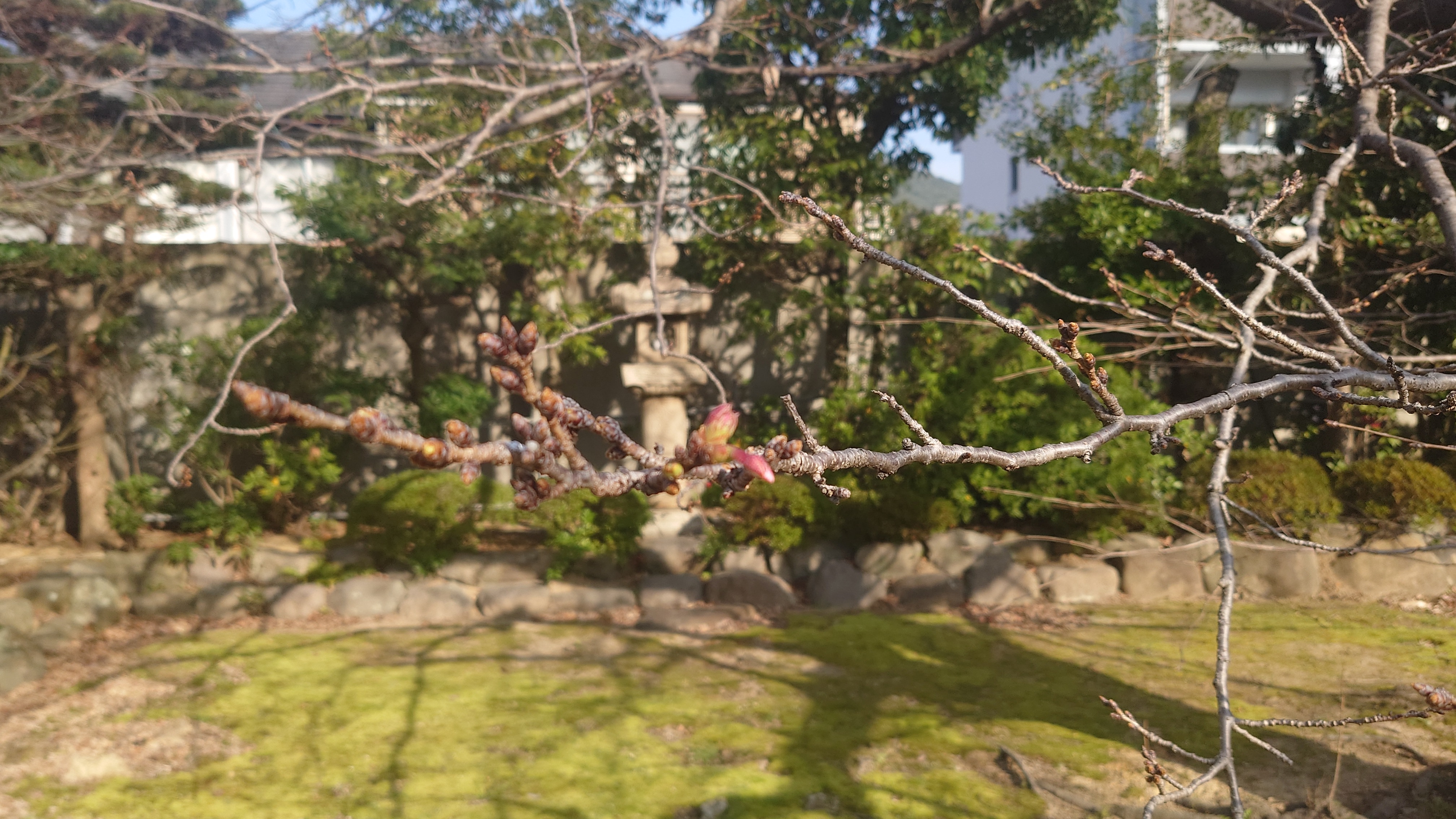 料亭橋本のカルルス桜