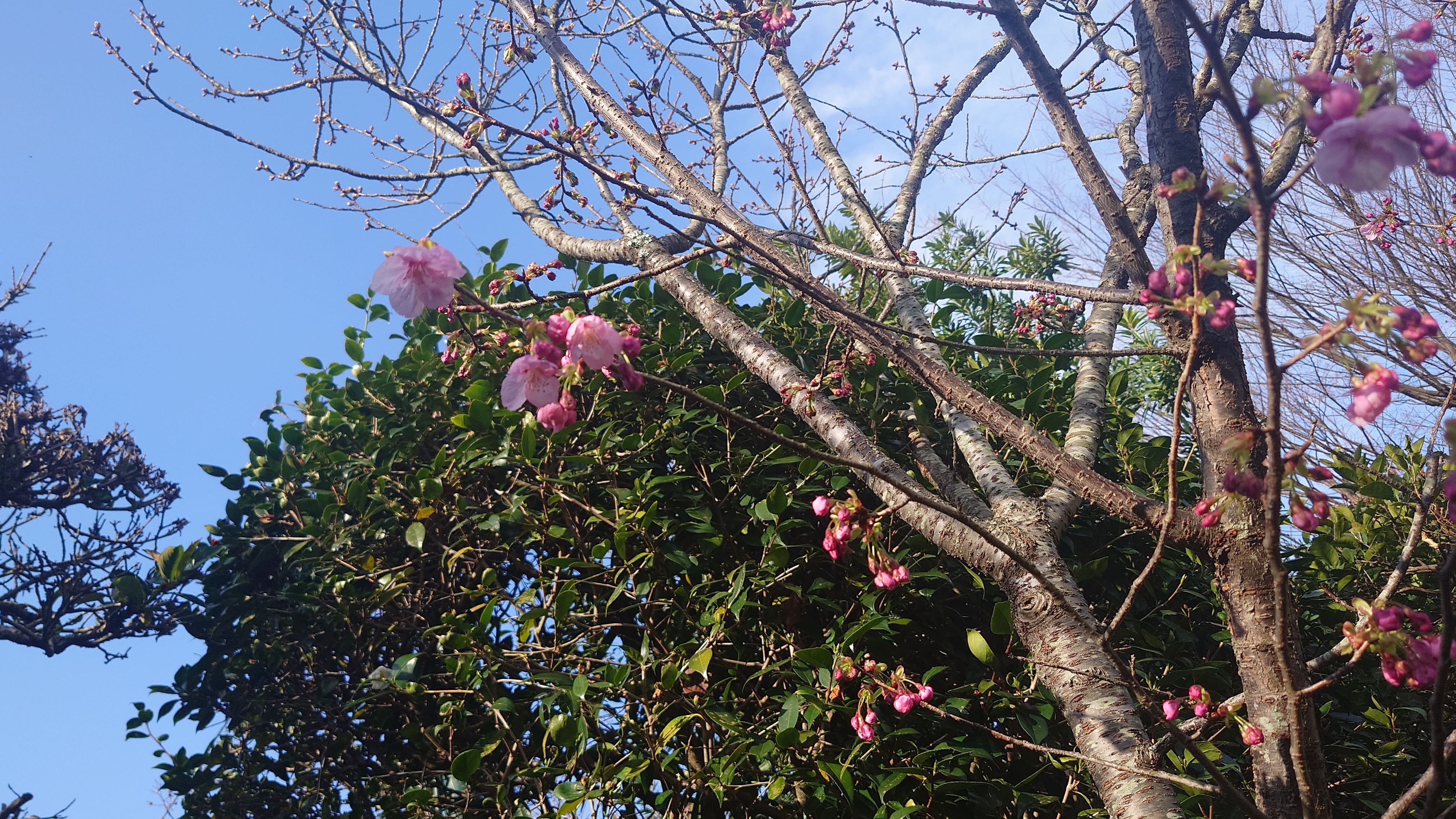 料亭橋本のカルルス桜