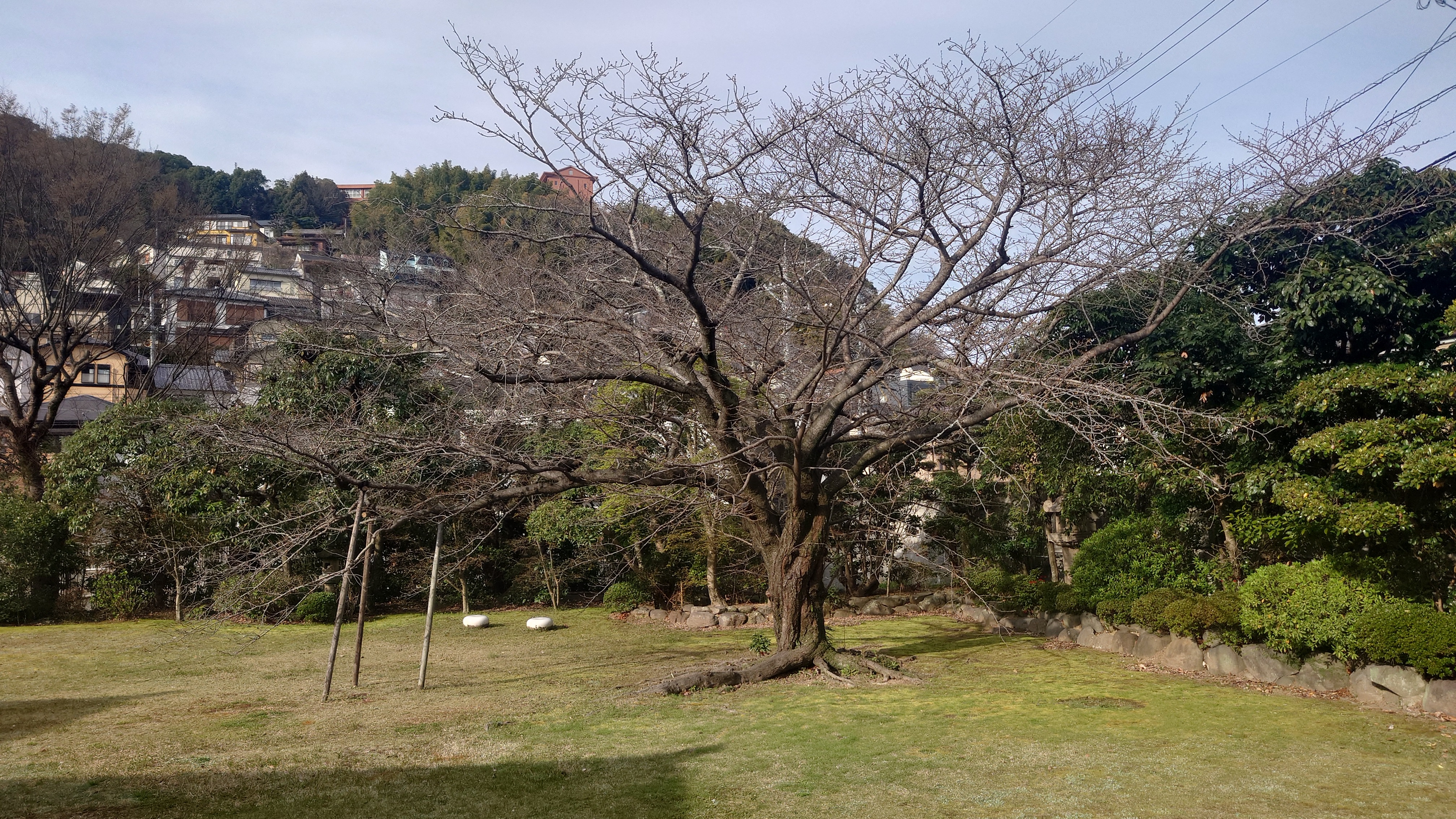 料亭橋本のカルルス桜