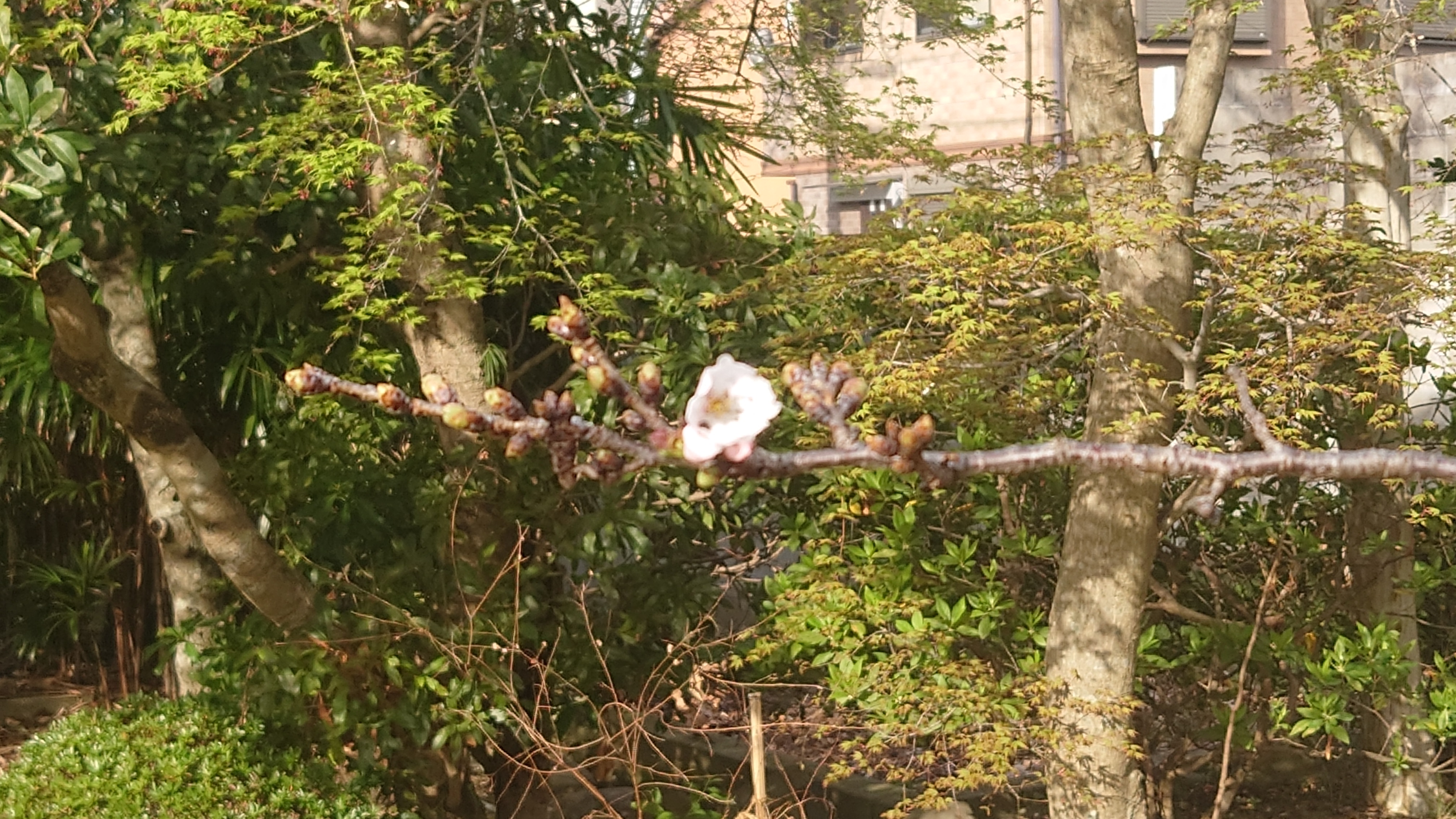 料亭橋本のカルルス桜