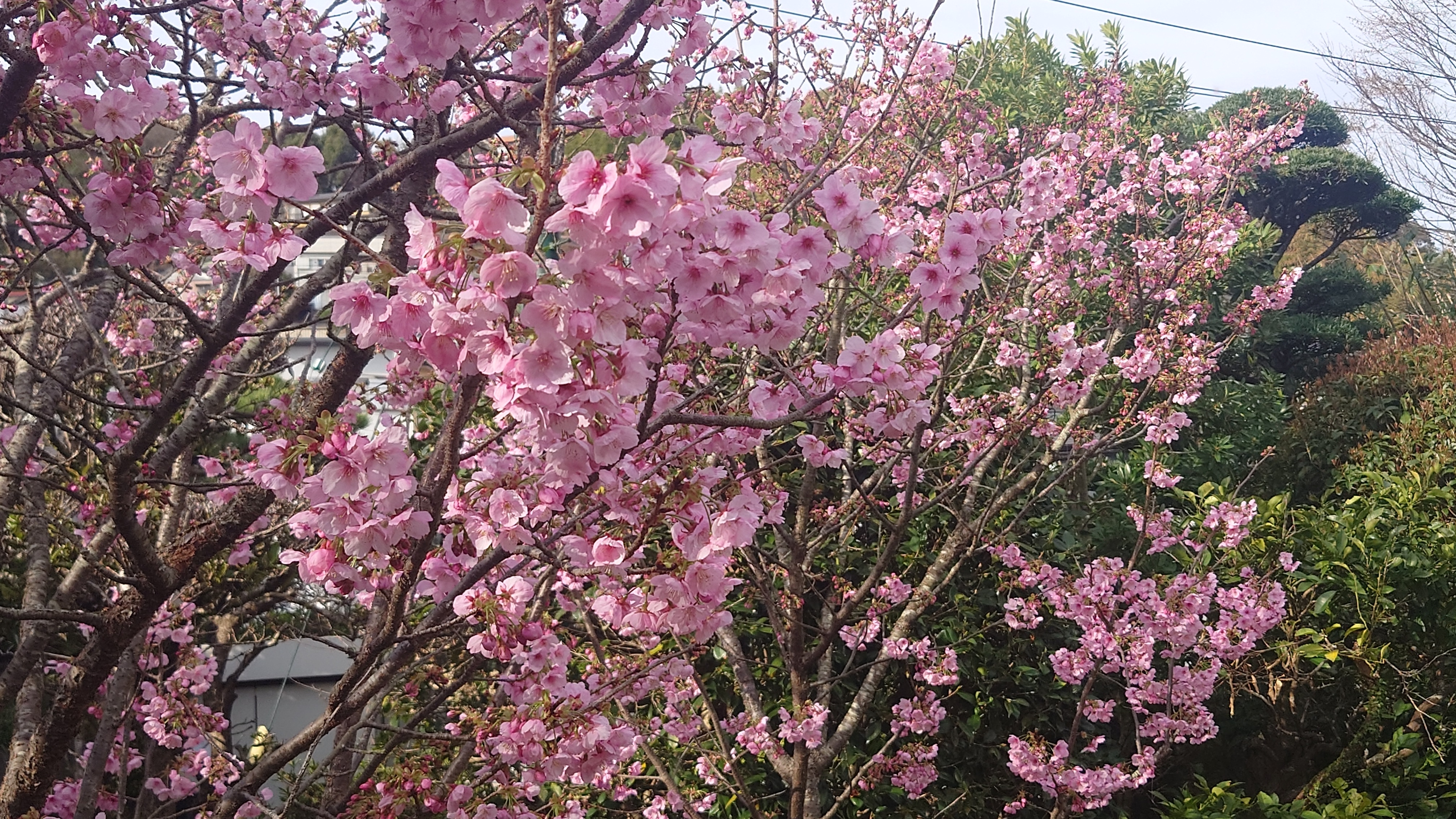 料亭橋本のカルルス桜